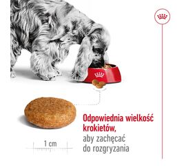 ROYAL CANIN SHN MEDIUM ADULT BF 4KG