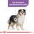 ROYAL CANIN CCN MEDIUM STERILISED ADULT DOG 12KG