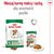 ROYAL CANIN MINI AGEING 12+ 3.5 KG ADULT