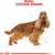 ROYAL CANIN COCKER ADULT 12 KG CORN, POULTRY, RICE