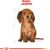 ROYAL CANIN FOOD ROYAL CANIN SHN BREED DACHSHUND JUN 1.5 KG
