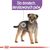 ROYAL CANIN CCN STERILISED LOAF - WET FOOD FOR ADULT DOGS - 12X85G