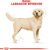 ROYAL CANIN LABRADOR RETRIEVER ADULT 12 KG POULTRY, RICE