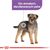 ROYAL CANIN CCN MINI STERILISED - DRY FOOD FOR ADULT DOGS - 3KG
