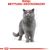 ROYAL CANIN BRITISH SHORTHAIR ADULT CATS DRY FOOD 10 KG