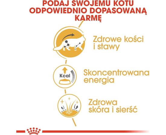 ROYAL CANIN MAINE COON ADULT - WET CAT FOOD - 12 X 85G