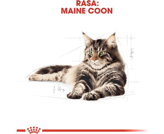 ROYAL CANIN MAINE COON ADULT - WET CAT FOOD - 12 X 85G