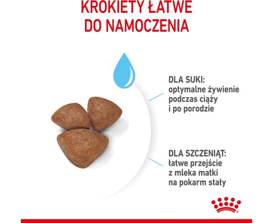 ROYAL CANIN SHN MINI STARTER MOTHER & BABYDOG - DRY DOG FOOD - 4 KG