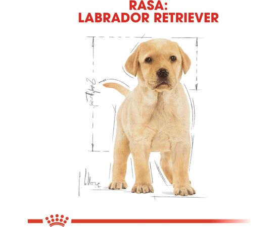 ROYAL CANIN LABRADOR RETRIEVER JUNIOR 12 KG PUPPY MAIZE, POULTRY, RICE