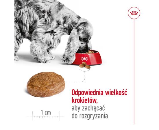 ROYAL CANIN MEDIUM ADULT 7+ 15 KG SENIOR POULTRY, RICE