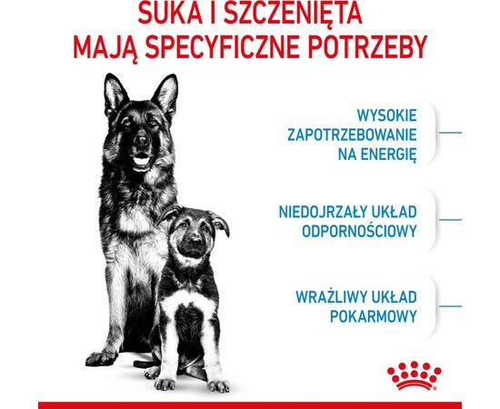 ROYAL CANIN SHN MAXI STARTER MOTHER & BABYDOG - DRY DOG FOOD - 4 KG