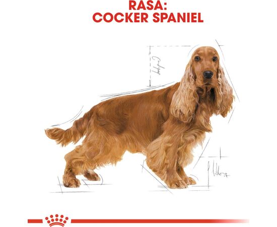 ROYAL CANIN COCKER ADULT 12 KG CORN, POULTRY, RICE