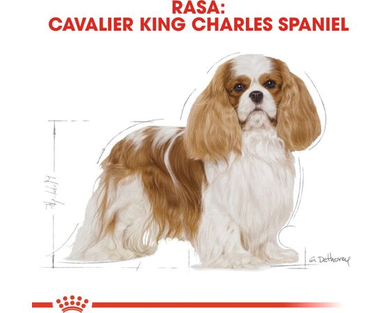 ROYAL CANIN DOG FOOD ROYAL CANIN SHN BREED CAVALIER K C 1.5 KG