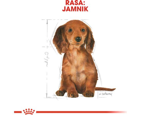 ROYAL CANIN FOOD ROYAL CANIN SHN BREED DACHSHUND JUN 1.5 KG