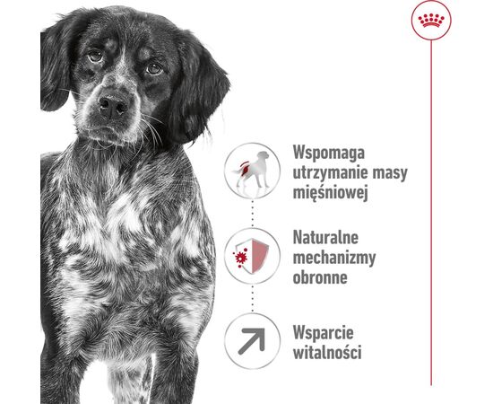 ROYAL CANIN MEDIUM ADULT 7+ 15 KG SENIOR POULTRY, RICE