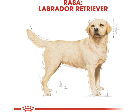 ROYAL CANIN LABRADOR RETRIEVER ADULT 12 KG POULTRY, RICE