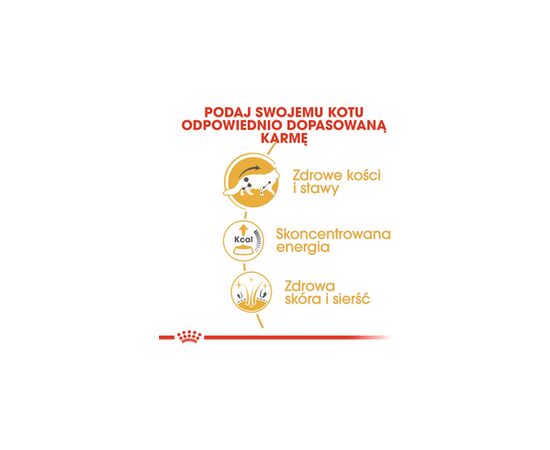 ROYAL CANIN FBN MAINE COON - CAT WET FOOD - SACHET 12X 85G