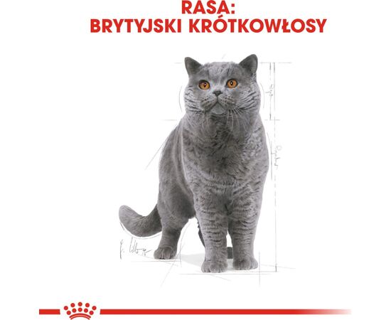 ROYAL CANIN BRITISH SHORTHAIR CATS DRY FOOD 2 KG ADULT