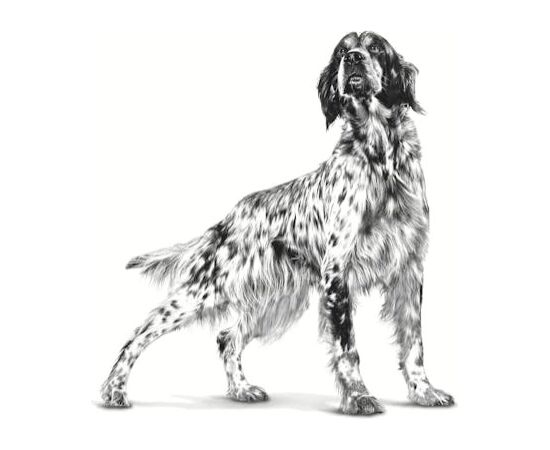 ROYAL CANIN RENAL 2 KG ADULT