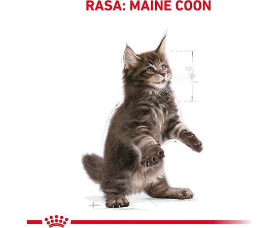ROYAL CANIN MAINE COON KITTEN CATS DRY FOOD 2 KG