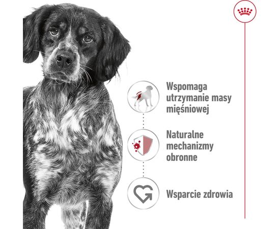 ROYAL CANIN SHN MEDIUM ADULT BF 15KG