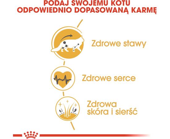 ROYAL CANIN FBN MAINE COON ADULT -  DRY FOOD FOR ADULT CATS - 4KG