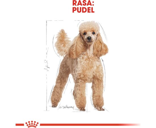 ROYAL CANIN POODLE ADULT 1.5 KG