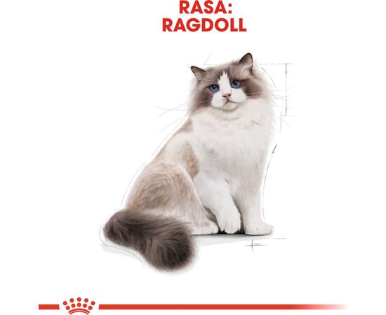 ROYAL CANIN FBN RAGDOLL ADULT DRY CAT FOOD 0,4KG
