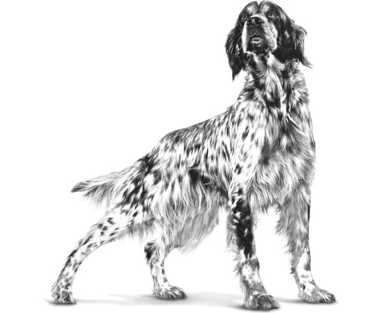 ROYAL CANIN GASTROINTESTINAL LOW FAT LOAF VHN - WET DOG FOOD - 200G