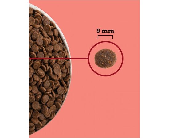 ACANA HIGHEST PROTEIN INDOOR CAT - DRY CAT FOOD - 1,8KG