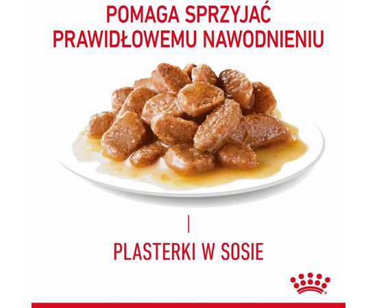 ROYAL CANIN INTENSE BEAUTY WET CAT FOOD CHUNKS IN SAUCE 12X85 G